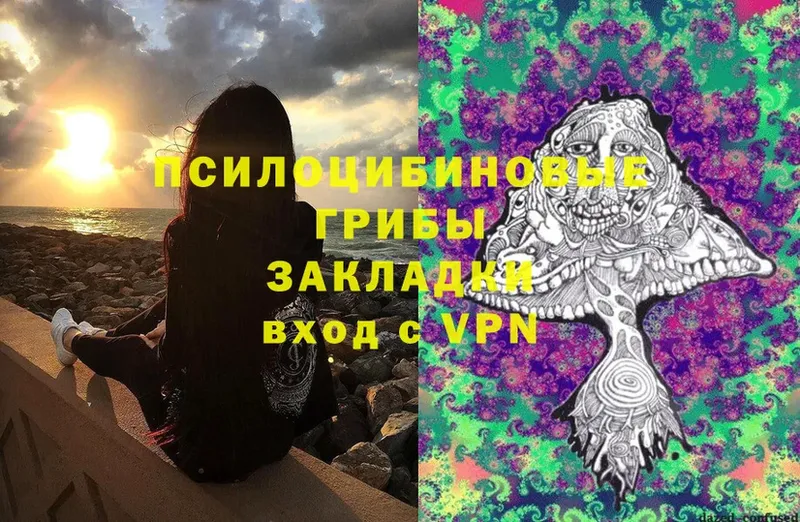 Псилоцибиновые грибы Cubensis Карачаевск